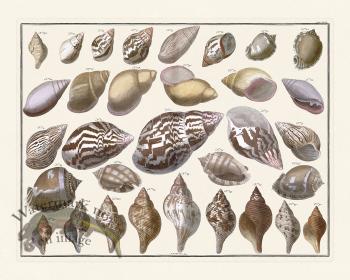 Seba B2 071 Shells
